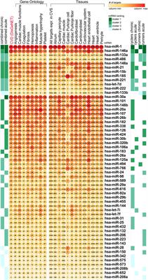 Altered Circulating MicroRNA Profiles After Endurance Training: A Cohort Study of Ultramarathon Runners